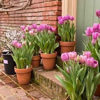 Last Day 49% OFF-Outdoor Artificial Tulips Flowers💐