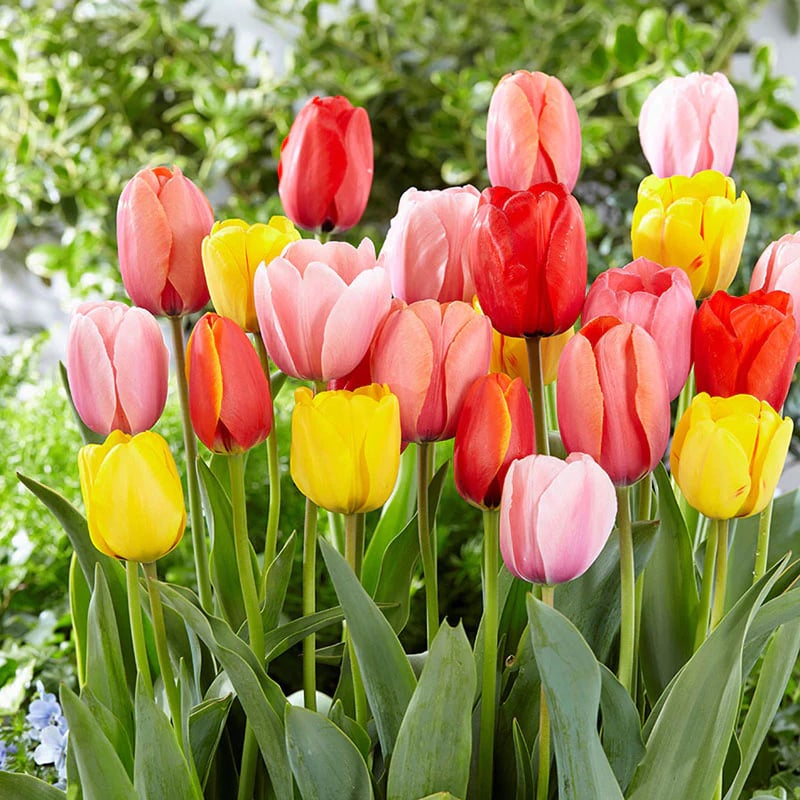 Last Day 49% OFF-Outdoor Artificial Tulips Flowers💐