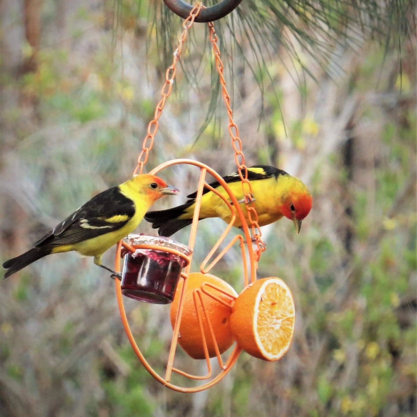 🎉 Last Day Promotion-50% OFF 🎉2-in-1 hanging hummingbird oriole feeder