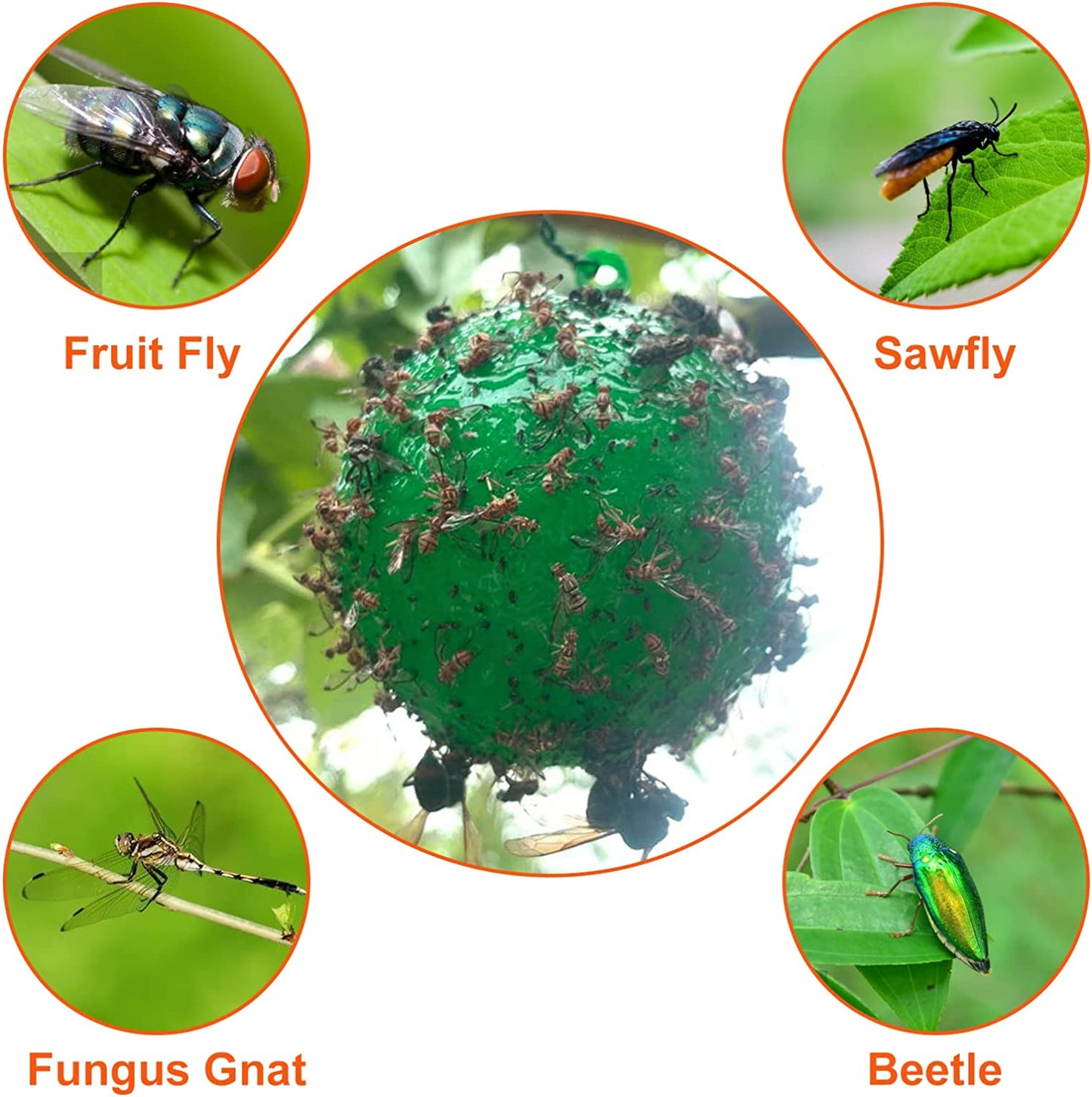🎁 Hanging Environmental Fruit Fly Traps Sticky Traps
