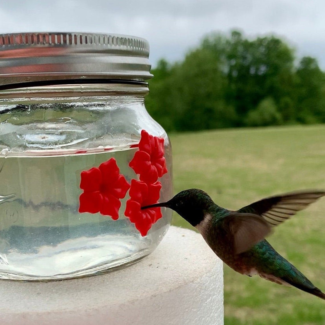 🎉 Last Day Promotion-50% OFF 🎉- Beautiful Mason Jar Hummingbird Feeder W/ Three Ports