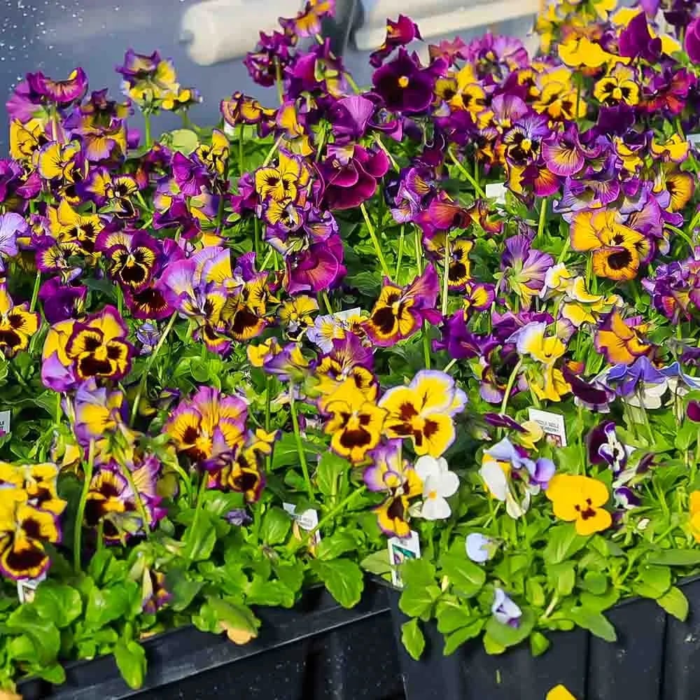 🌸Last Day 49% OFF-Outdoor Artificial Pansy Flowers💐