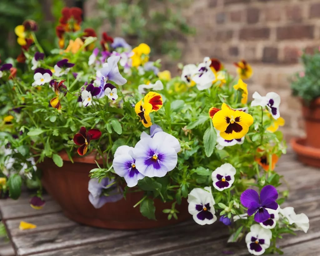 🌸Last Day 49% OFF-Outdoor Artificial Pansy Flowers💐