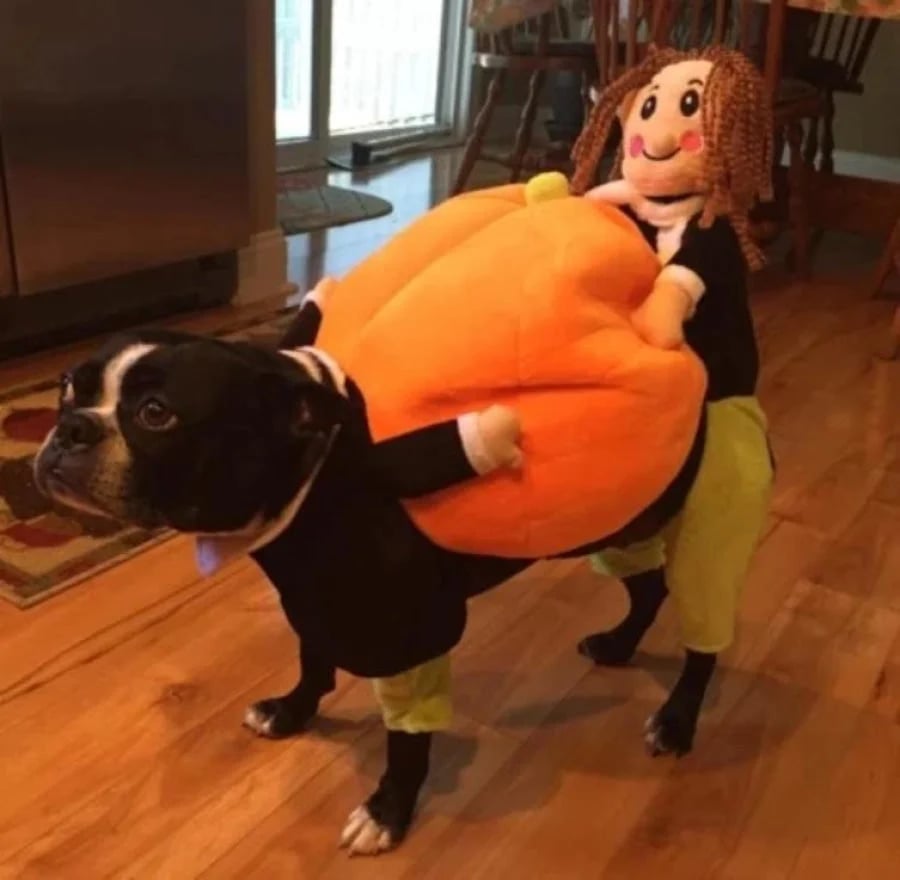 Dog & Cat Pumpkin Halloween Costume